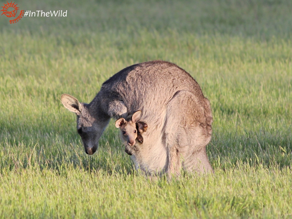 wild kangaroo mother joey