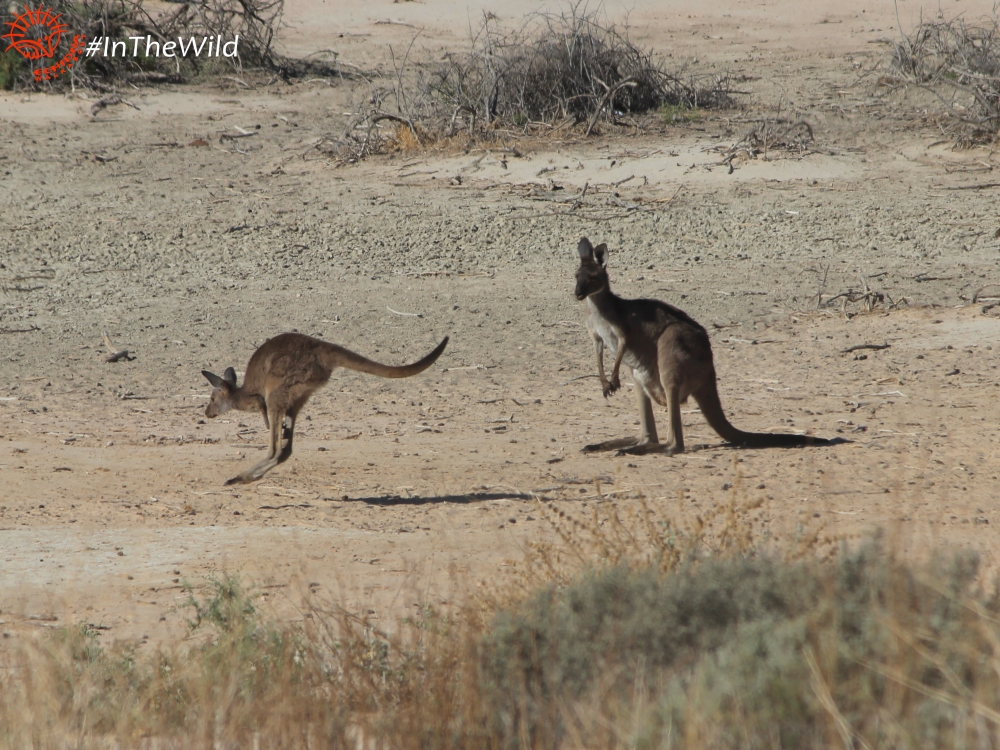 Outback Kangaroo tour
