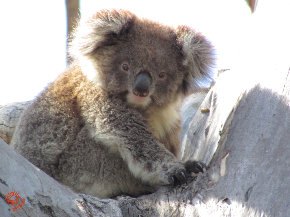 young female koala