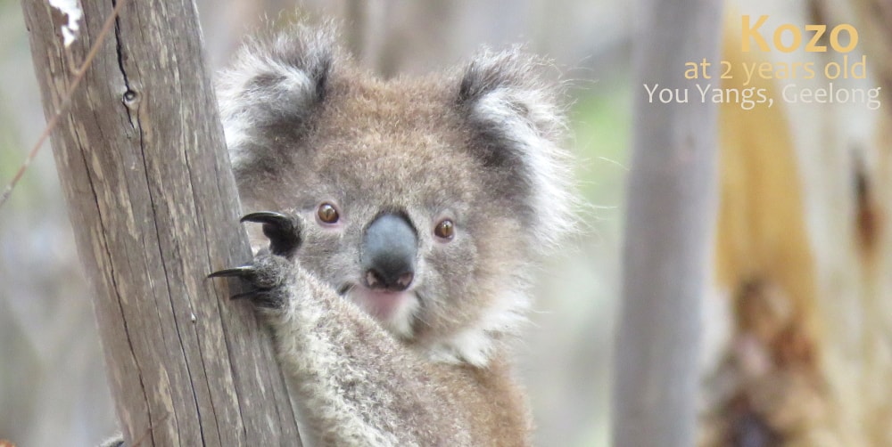 2 year old female koala kozo