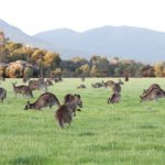 kangaroos feeding at dusk