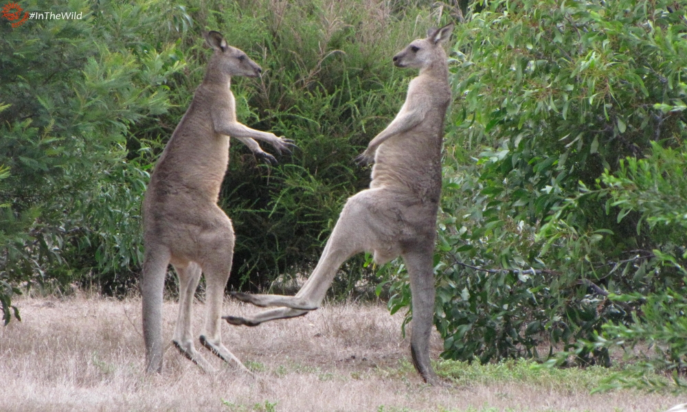 wild kangaroo fight kicking