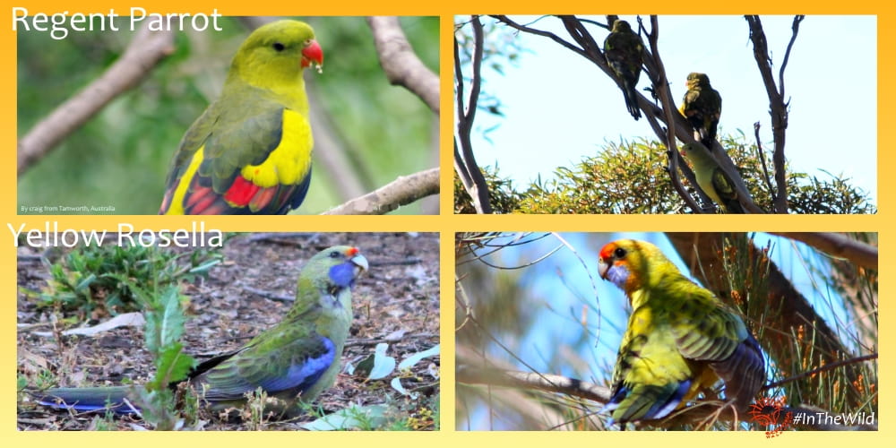 yellow parrots of mungo outback