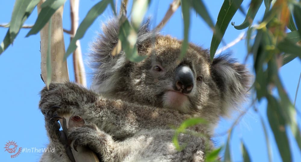 wild koala in gum leaves