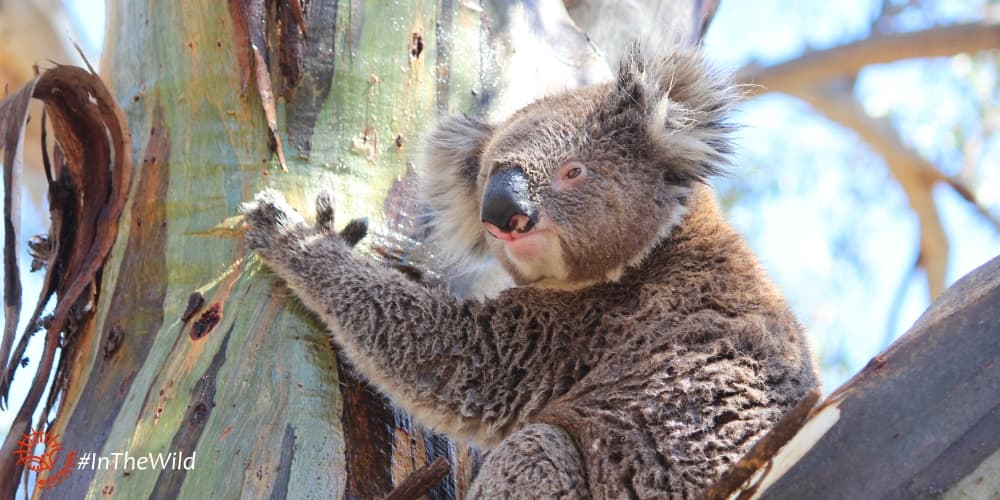 koala Lluvia dominant male