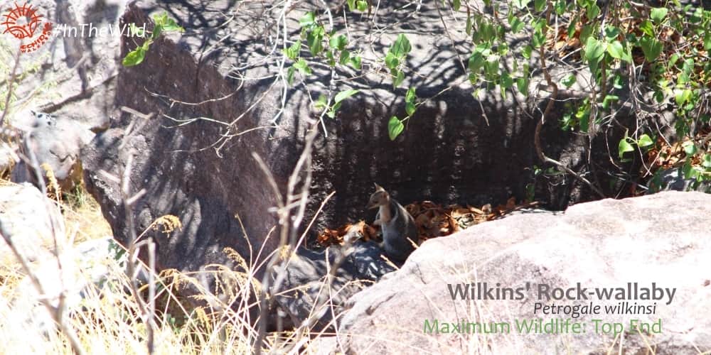 Rock wallaby in rocky habitat kakadu