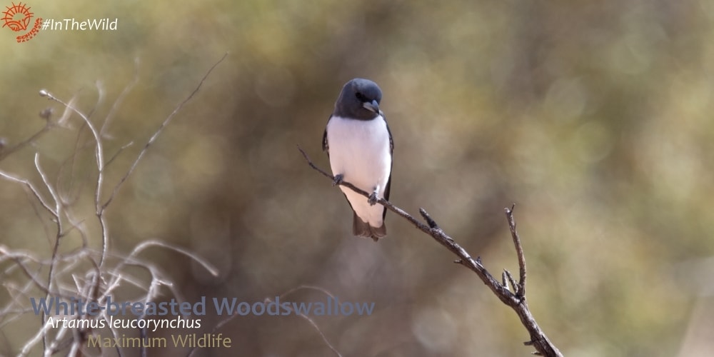 where to watch artamids woodswallows Australia