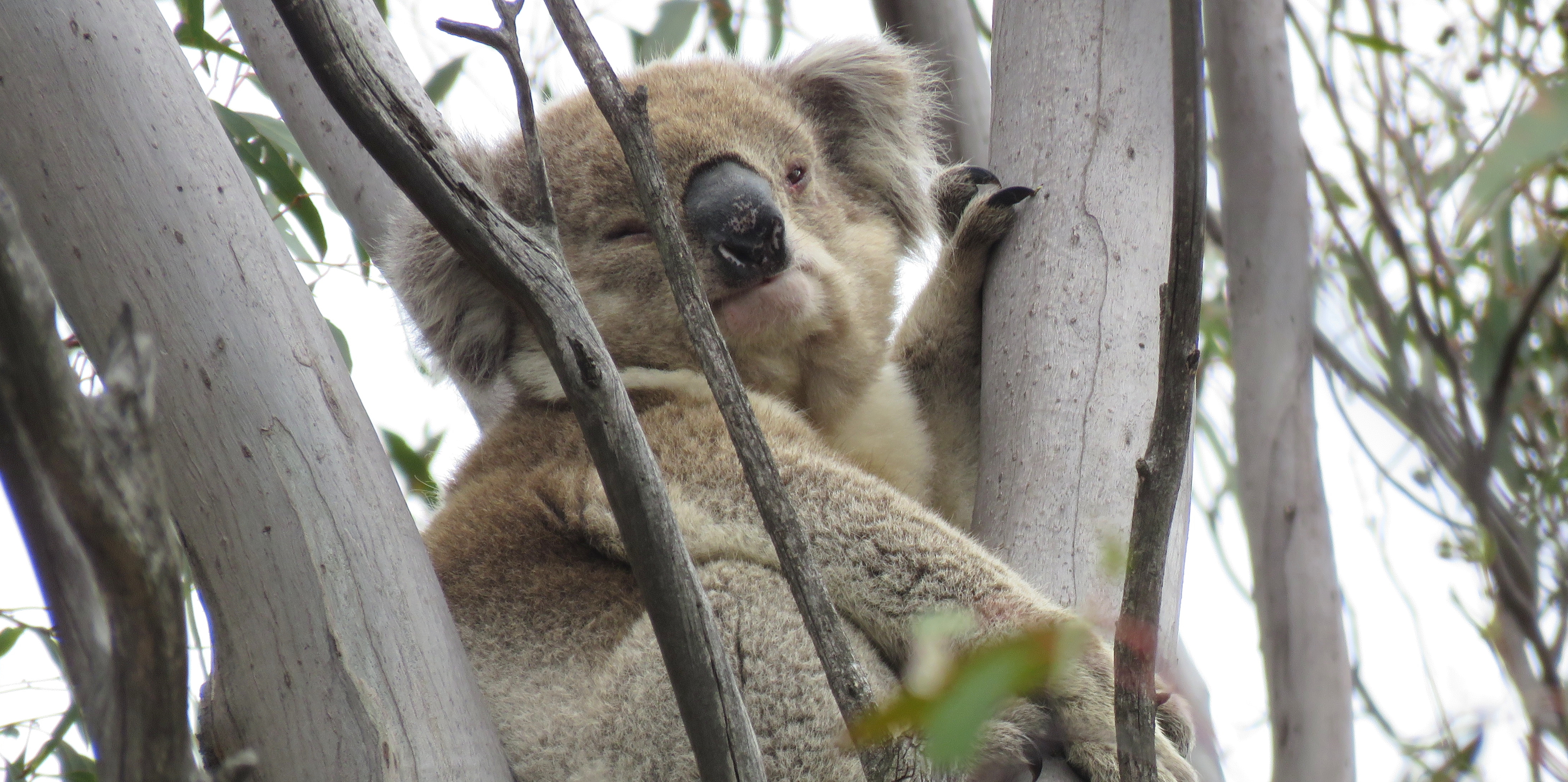 male koala relaxing