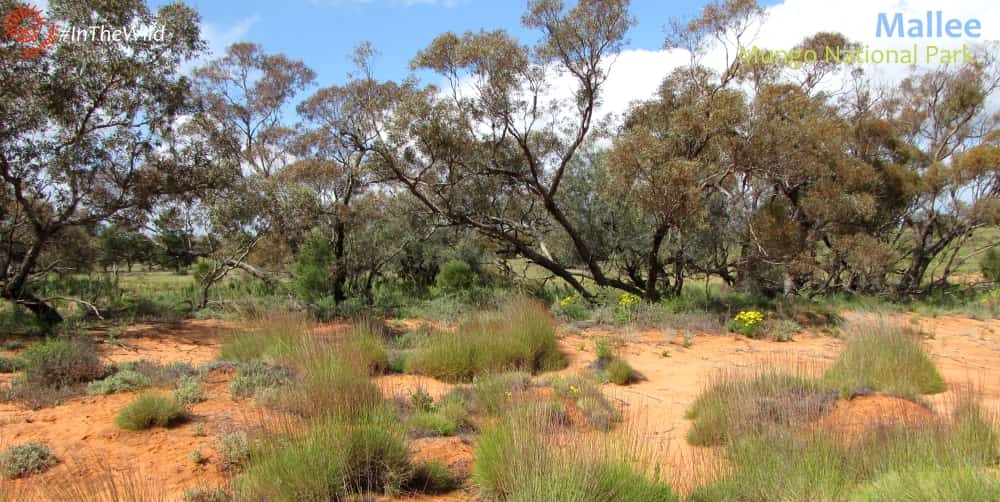 mallee forest scrub with spinifex wildlife tour