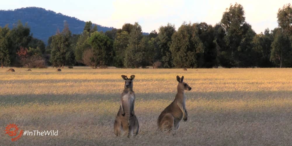 Eastern Grey Kangaroo facts Melbourne Australia tour