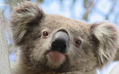 About Koala Ruth