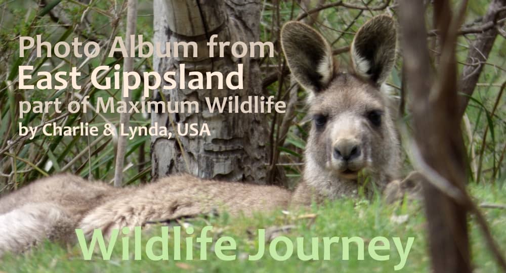 Kangaroo seen on 3 week wildlife tour around Australia 