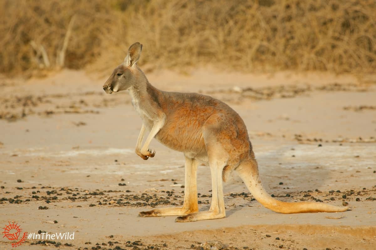red kangaroo standing mungo national park