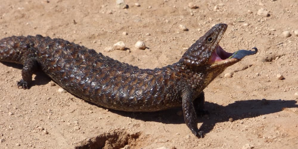 shingleback lizard Mungo Outback Maximum Wildlife tour