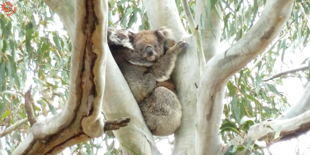 older female koala with joey