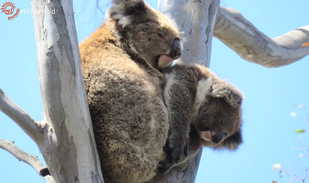 mother joey koala funny position