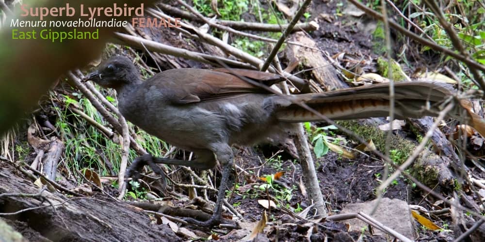 Superb Lyrebird plumage female