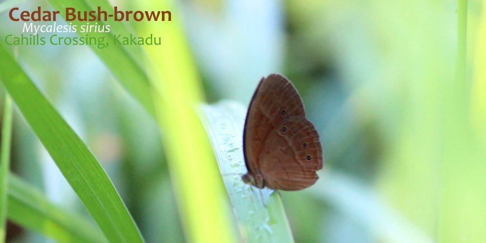 Mycalesis Bush-brown Butterflies of Northern Territory