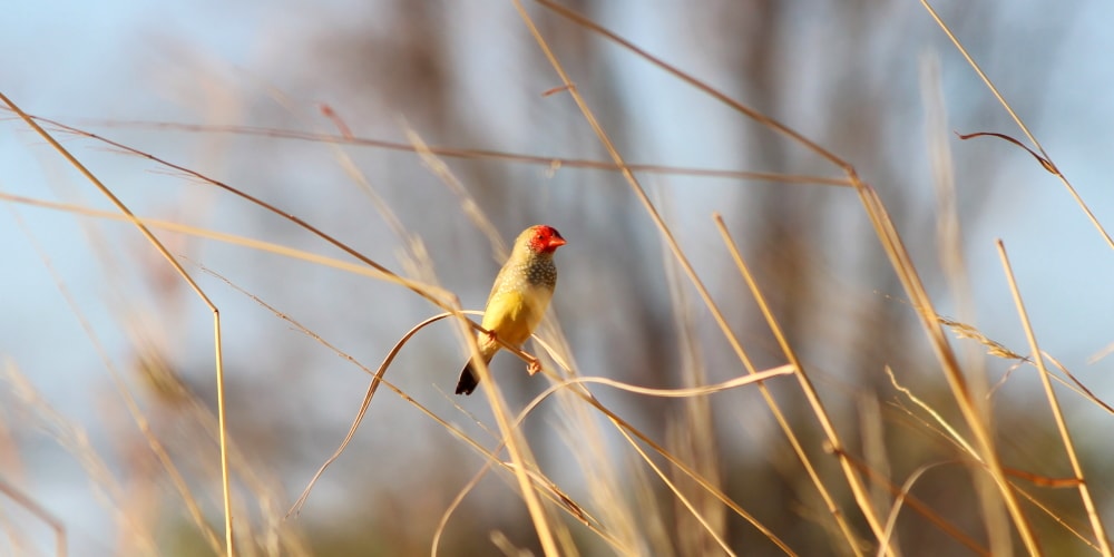 Tiny Stars: Finches of the Northern Territory