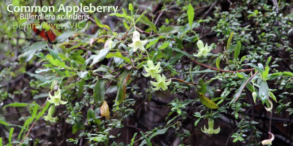Common Appleberry Billardiera scandens flower vine
