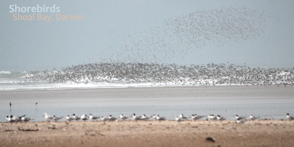 Shorebirds flying Shoal Bay NT