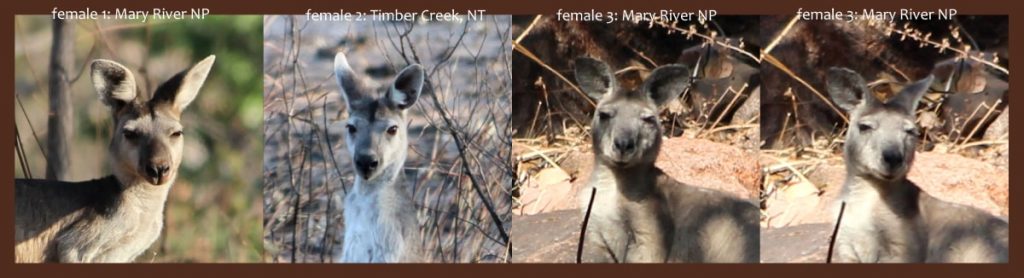 Head comparison Antilopine Kangaroo northern Australia