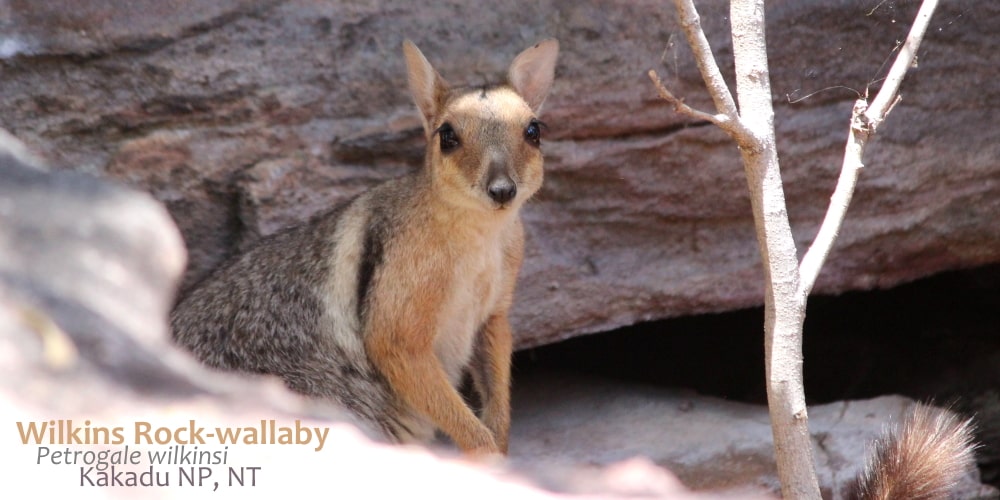 Wilkins Rock-wallaby face Australia