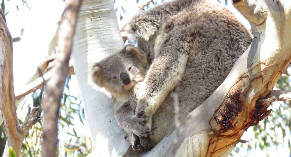 Use your holidays to help Australian wildlife