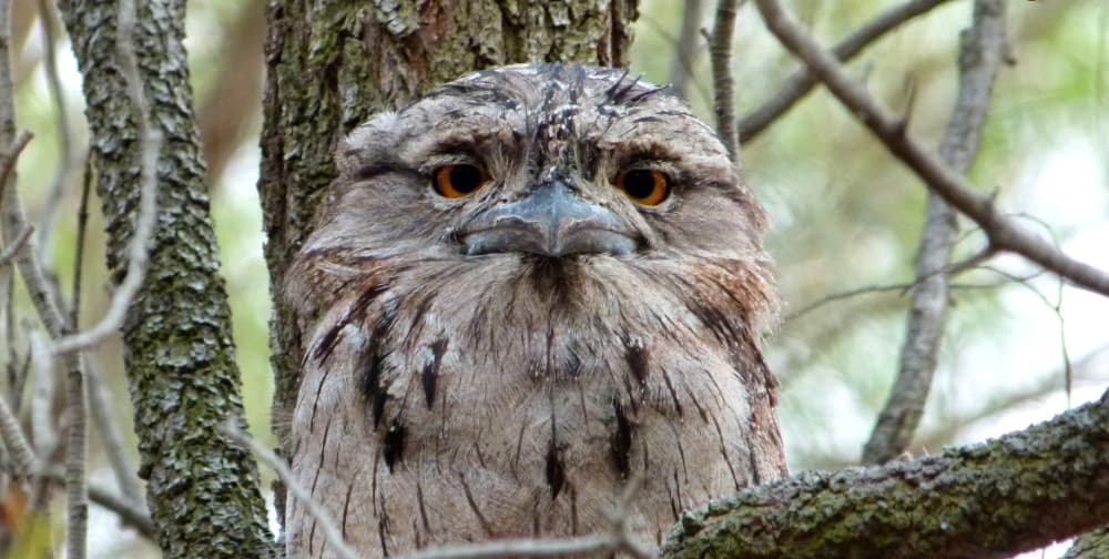 Tawny Frogmouth behaviour facts