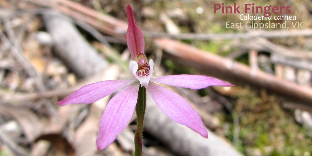 Pink Fingers orchid east gippsland