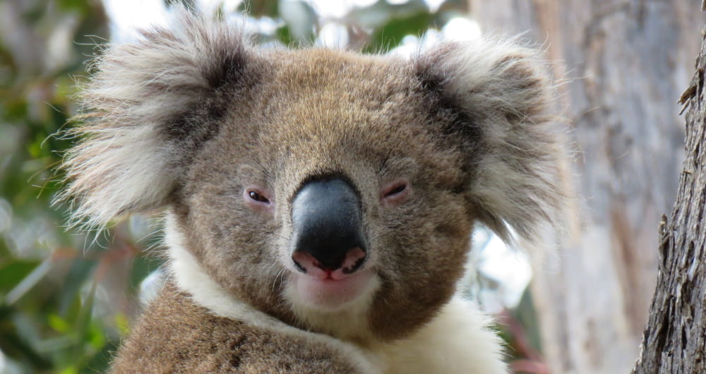 wild koala face You Yangs