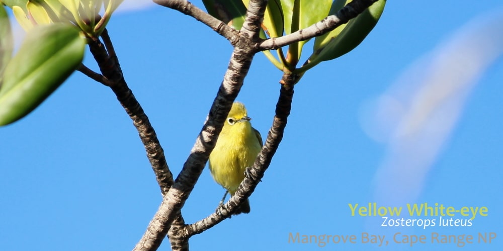 Yellow White-eye bird wildlife of Cape Range Coral Coast WA
