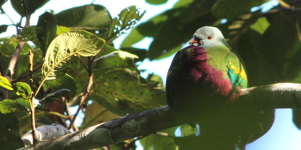 A Rainforest Dove of Far North Queensland