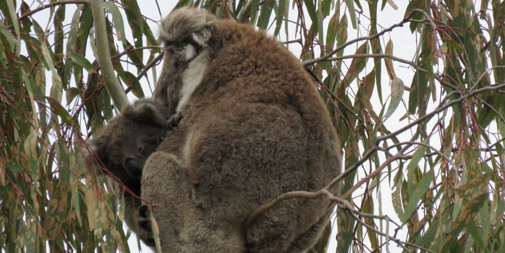 Mother joey koala eucalypt dieback