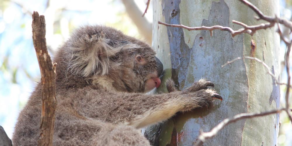 koala drinking stemflow